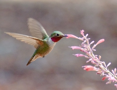 List of Things to Do During August in the Salvia Garden