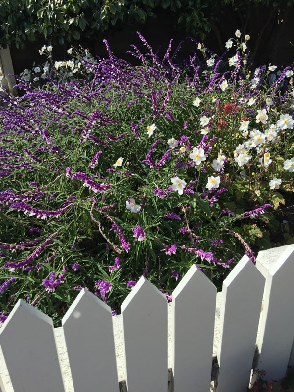 Practical Cottage Gardens Are Rooted in Pandemic History