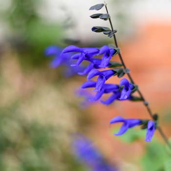 A Community of Anise Scented Sages We Adore