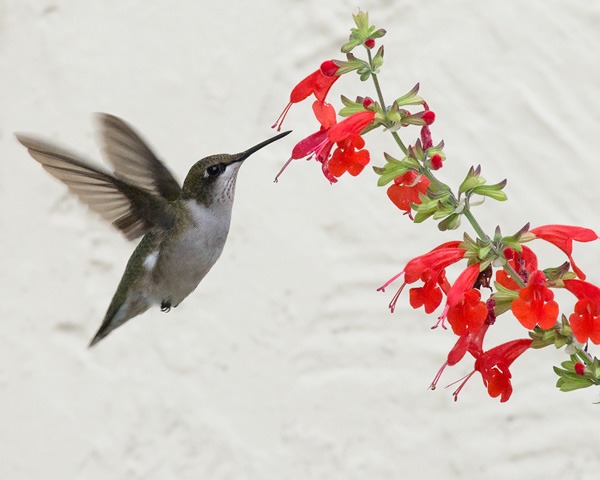 Choosing Tropical Sage - Salvia coccinea