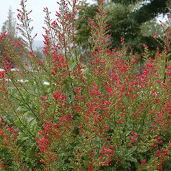 Scrophularia macrantha - Red Birds in a Tree