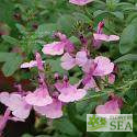 Salvia x 'Elk Bella Rosa'