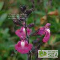 Salvia x 'Elk Plum Parfait'