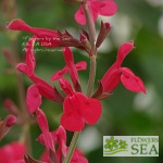 Salvia Windwalker® Royal Red