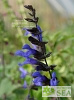 Salvia BODACIOUS 'Rhythm and Blues'