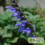 Salvia BODACIOUS 'Rhythm and Blues'