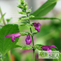 Salvia cuatrecasana x guaranitica 'Elk Magenta'