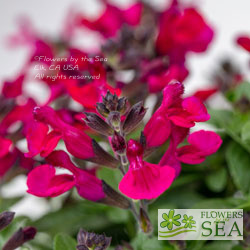 Salvia VIBE® 'Ignition Fuchsia'