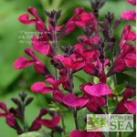 Salvia VIBE® 'Ignition Purple'