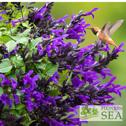 Salvia BODACIOUS 'Hummingbird Falls'