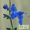 Salvia aff. S. sagittata 'Elk Giant Form'