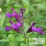 Salvia VIBE® 'Ignition Purple'