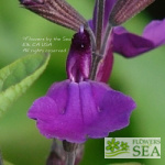 Salvia VIBE® 'Ignition Purple'