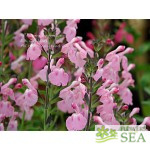 Salvia VIBE® 'Ignition Purple'